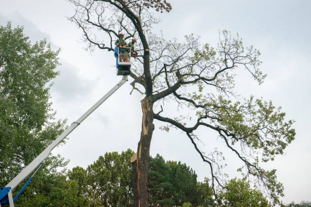 Sierra Madre, CA Tree Care Services Company