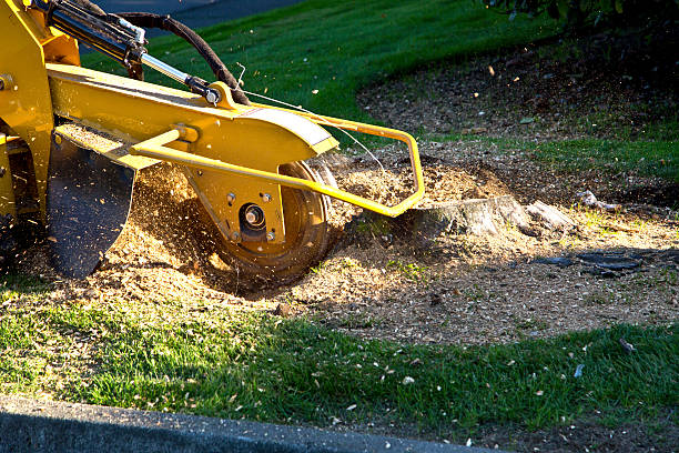 How Our Tree Care Process Works  in  Sierra Madre, CA